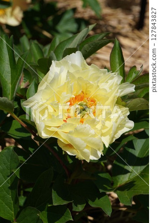 Peony flower "Oriental Gold" - May 2025 127843827