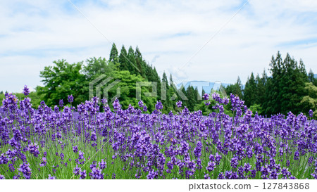Akita Prefecture Misato Town Lavender Garden 127843868