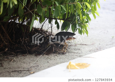 Maldivian White-breasted Waterhen Maldivian White-breasted Waterhen 127843934