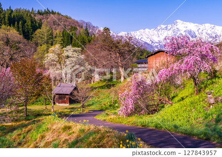 A park in the early morning with cherry blossoms blooming and a snow-capped mountain in the background A park in the early morning with cherry blossoms blooming and a snow-capped mountain in the background 127843957