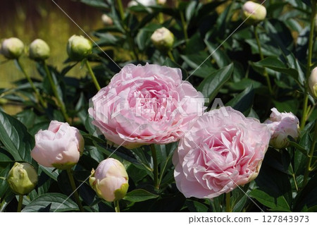 Peony flower "Princess Kaguya" May 2025 127843973