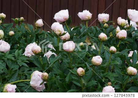 Peony flower "Princess Kaguya" May 2025 127843978