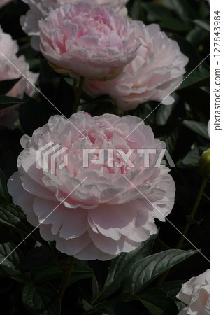 Peony flower "Princess Kaguya" May 2025 127843984