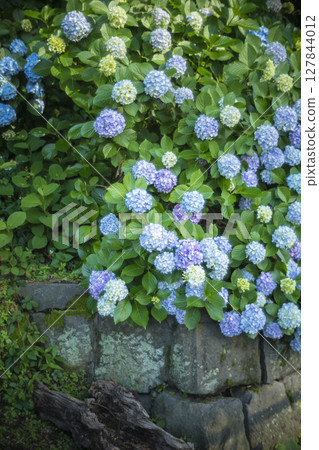Hydrangea blooming in the clear of the rainy season 127844012