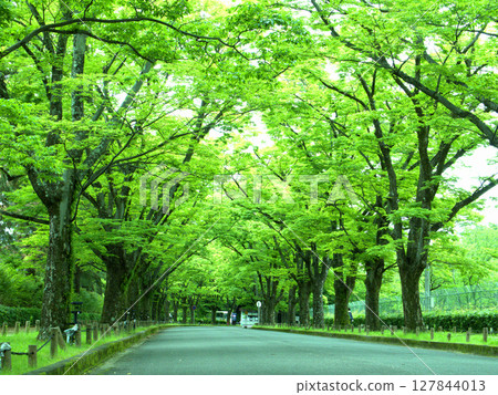 A green tunnel of trees planted along the approach to the main gate of the Kyoto Prefectural Botanical Gardens 127844013