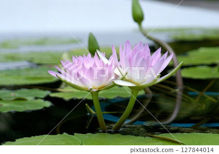 Water lily reflection on water surface 127844014