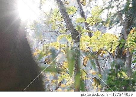A small bird standing on yellow leaves and morning light A small bird standing on yellow leaves and morning light 127844039