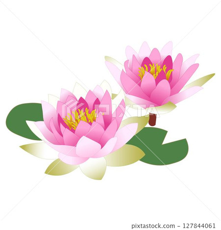 Water Lily Pink Water Lily Pink 127844061