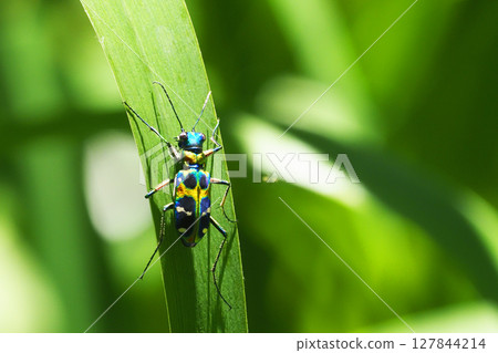 虎甲蟲(納米虎甲蟲) 虎甲蟲(納米虎甲蟲) 127844214