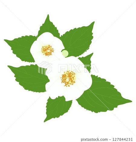 Summer Camellia Summer Camellia 127844231