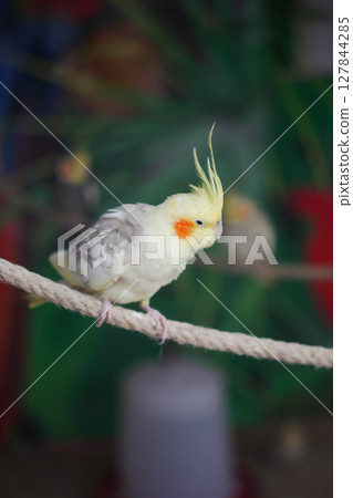 Charming Cockatiel Sitting on a Rope in a Vibrant Natural Setting 127844285