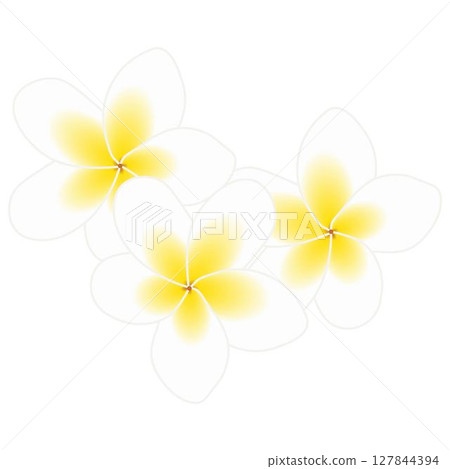 Plumeria white 127844394
