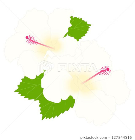 Hibiscus subspecies Hibiscus subspecies 127844516
