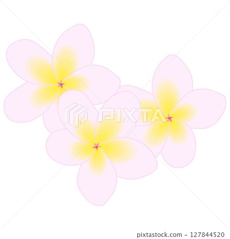 雞蛋花粉紅色 127844520