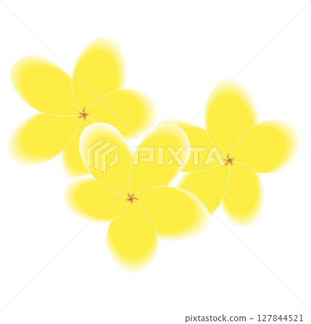 Plumeria Yellow 127844521