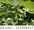 Blue fig 127844557