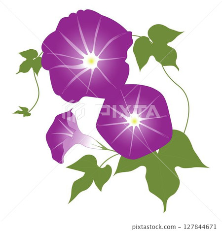 牽牛花紫色 牽牛花紫色 127844671