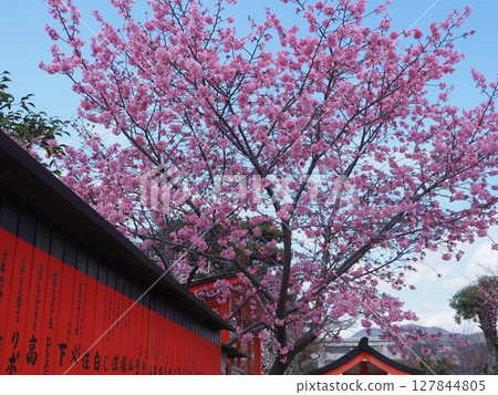 嵯峨野車崎神社的櫻花 127844805