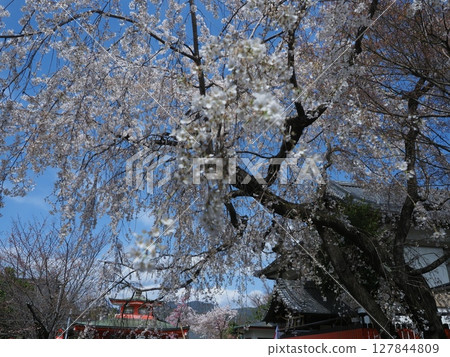 嵯峨野車崎神社的櫻花 嵯峨野車崎神社的櫻花 127844809