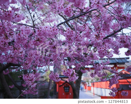 嵯峨野車崎神社的櫻花 嵯峨野車崎神社的櫻花 127844813