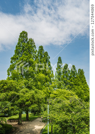 大阪市城北公園的水杉 127844869