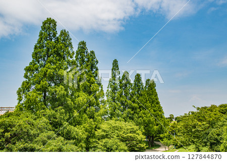 大阪市城北公園的水杉 大阪市城北公園的水杉 127844870
