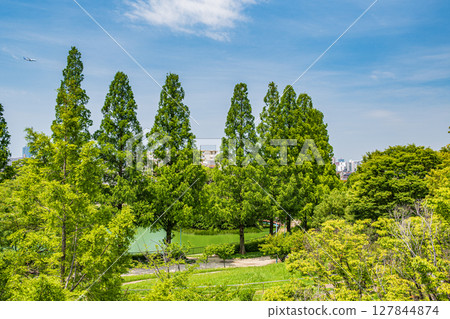大阪市城北公園的水杉 127844874