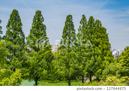 大阪市城北公園的水杉 127844875