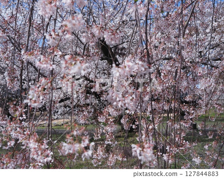 Cherry blossom scenery at Nishijin Ritsuhonji Temple in Kyoto 127844883
