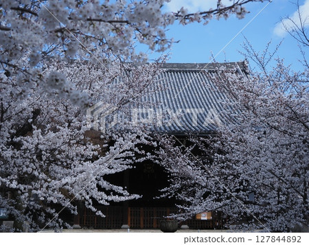 京都西陣立本寺的櫻花風景 京都西陣立本寺的櫻花風景 127844892