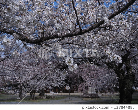 京都西陣立本寺的櫻花風景 京都西陣立本寺的櫻花風景 127844893