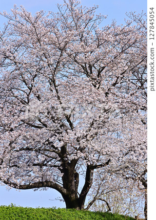 櫻花盛開 櫻花盛開 127845054