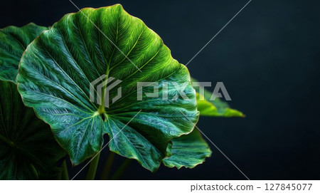 Closeup of a Green Leaf with Speckled Texture Against Dark Background 127845077
