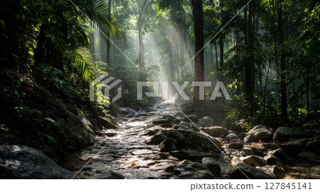 Sunlit Forest Path with Rocks and Stream 127845141
