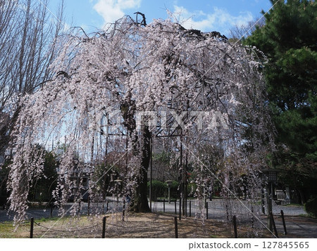 京都千本釋迦堂的岡龜櫻花 127845565