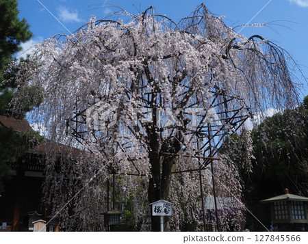 Okame cherry blossoms at Senbon Shakado in Kyoto 127845566