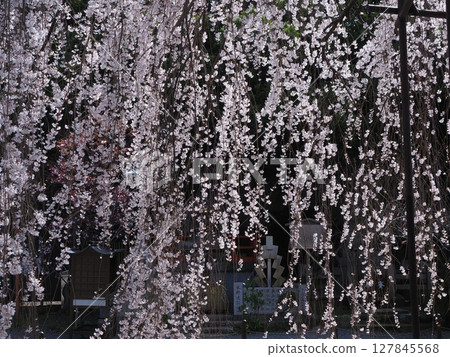 Okame cherry blossoms at Senbon Shakado in Kyoto 127845568