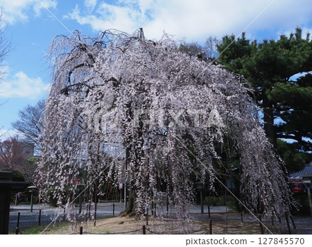 Okame cherry blossoms at Senbon Shakado in Kyoto 127845570