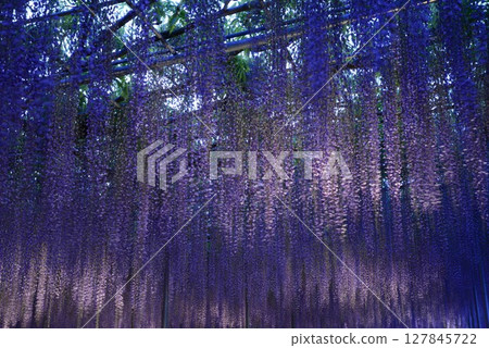 盛開的紫藤燈飾 127845722