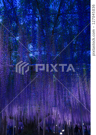 盛開的紫藤燈飾 127845836