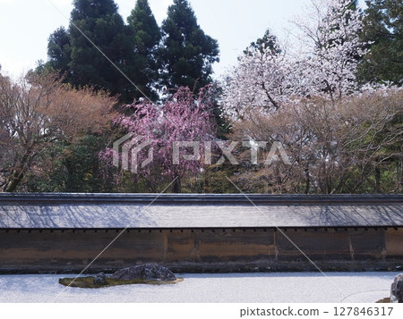 Cherry blossom scenery at Ryoanji Temple in Kyoto Cherry blossom scenery at Ryoanji Temple in Kyoto 127846317