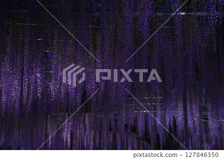 Illuminated wisteria in full bloom Illuminated wisteria in full bloom 127846350