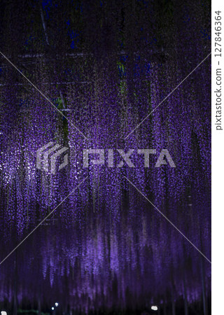 Illuminated wisteria in full bloom 127846364