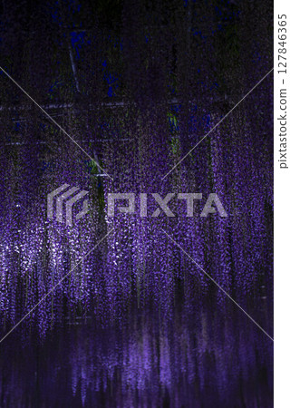 Illuminated wisteria in full bloom 127846365