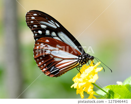 一隻栗色蝴蝶從花中吸取花蜜 127846441