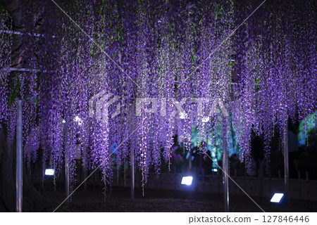 Illuminated wisteria in full bloom 127846446