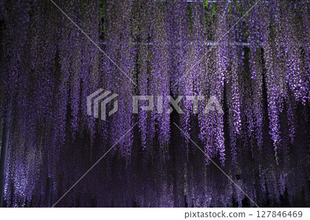盛開的紫藤燈飾 127846469