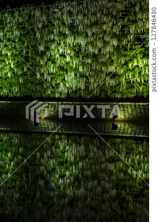 Illuminated wisteria in full bloom Illuminated wisteria in full bloom 127846480