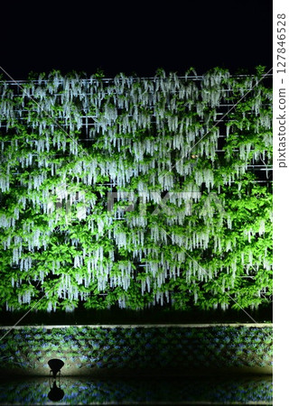 Illuminated wisteria in full bloom Illuminated wisteria in full bloom 127846528