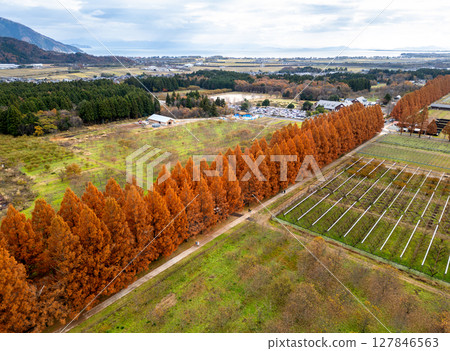 Aerial view of Metasequoia trees in autumn. Takashima City, Shiga Prefecture, Japan 127846563
